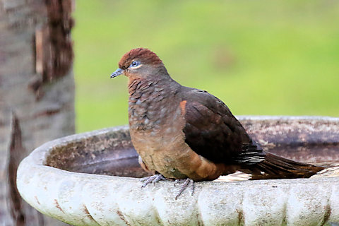 Brown Cuckoo-Dove (Macropygia amboinensis)